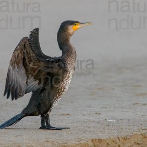 Foto di Cormorano (Phalacrocorax carbo)