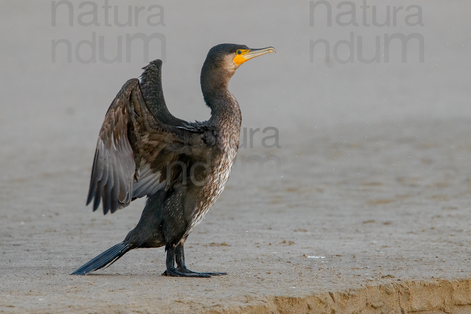 Foto di Cormorano (Phalacrocorax carbo)