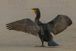 Photos of Great Cormorant (Phalacrocorax carbo)