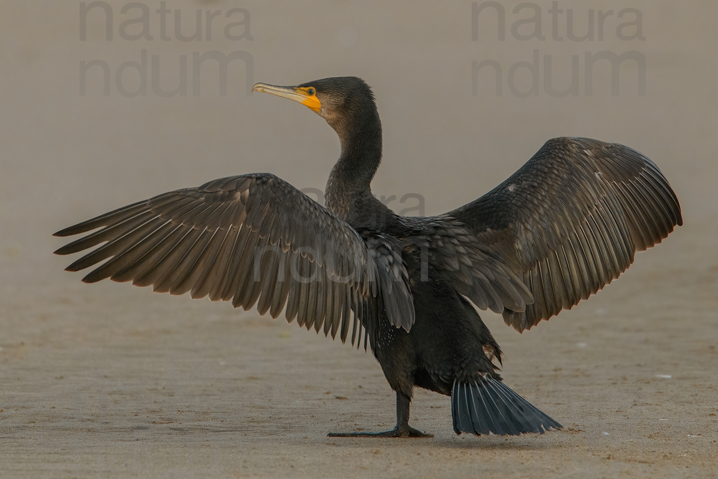 Foto di Cormorano (Phalacrocorax carbo)