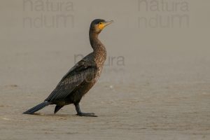 Foto di Cormorano (Phalacrocorax carbo)