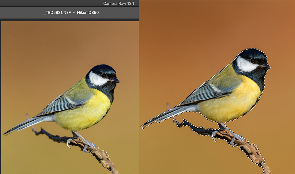 Sfondi e fotoscioppate nella fotografia naturalistica