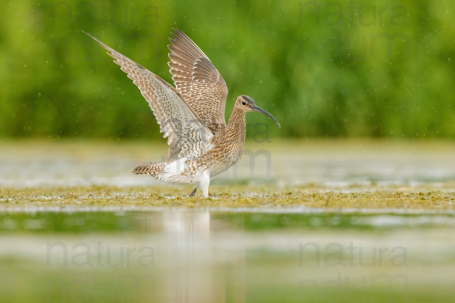 Photos of Whimbrel (Numenius phaeopus)