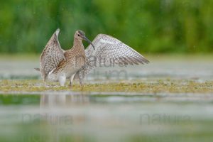 Foto di Chiurlo piccolo (Numenius phaeopus)