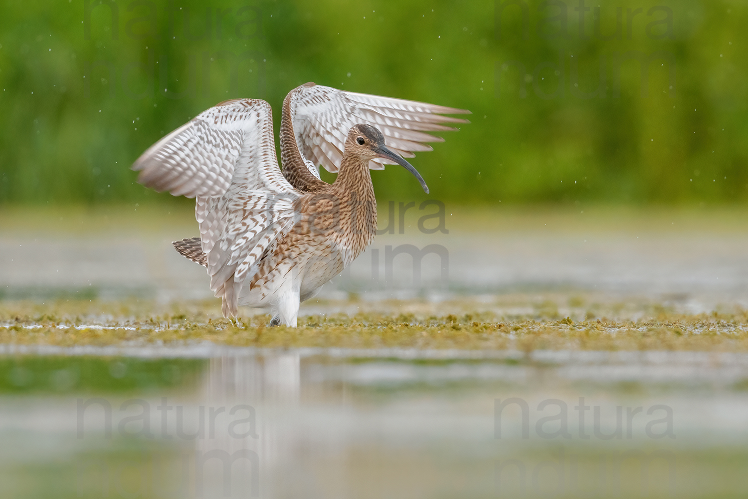 Foto di Chiurlo piccolo (Numenius phaeopus)