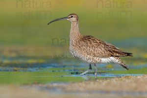 Photos of Whimbrel (Numenius phaeopus)