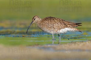 Foto di Chiurlo piccolo (Numenius phaeopus)