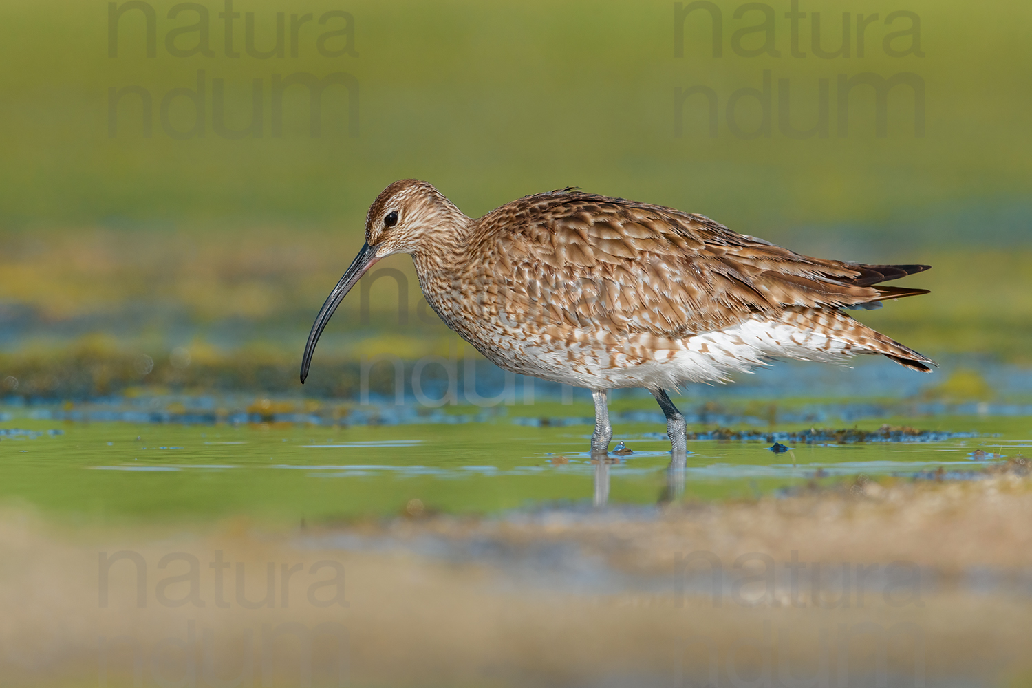 Photos of Whimbrel (Numenius phaeopus)