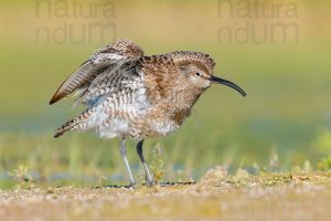 Foto di Chiurlo piccolo (Numenius phaeopus)