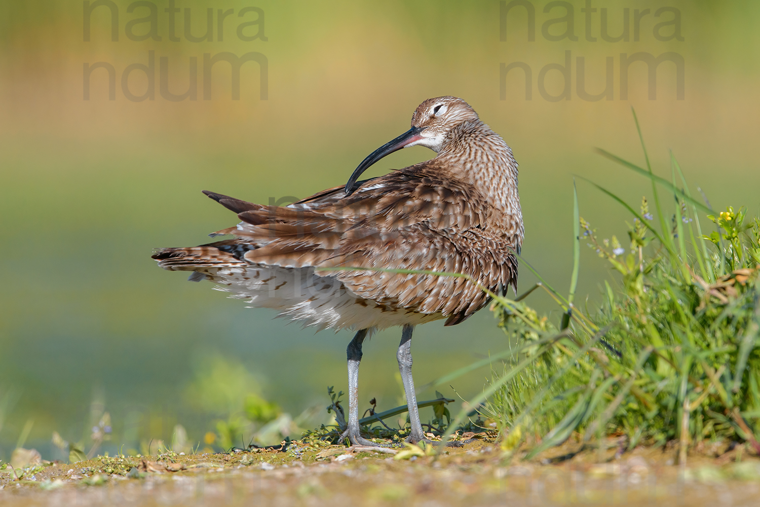 Photos of Whimbrel (Numenius phaeopus)