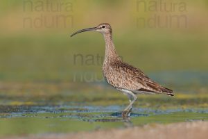 Photos of Whimbrel (Numenius phaeopus)