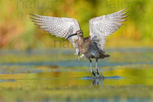 Foto di Chiurlo piccolo (Numenius phaeopus)