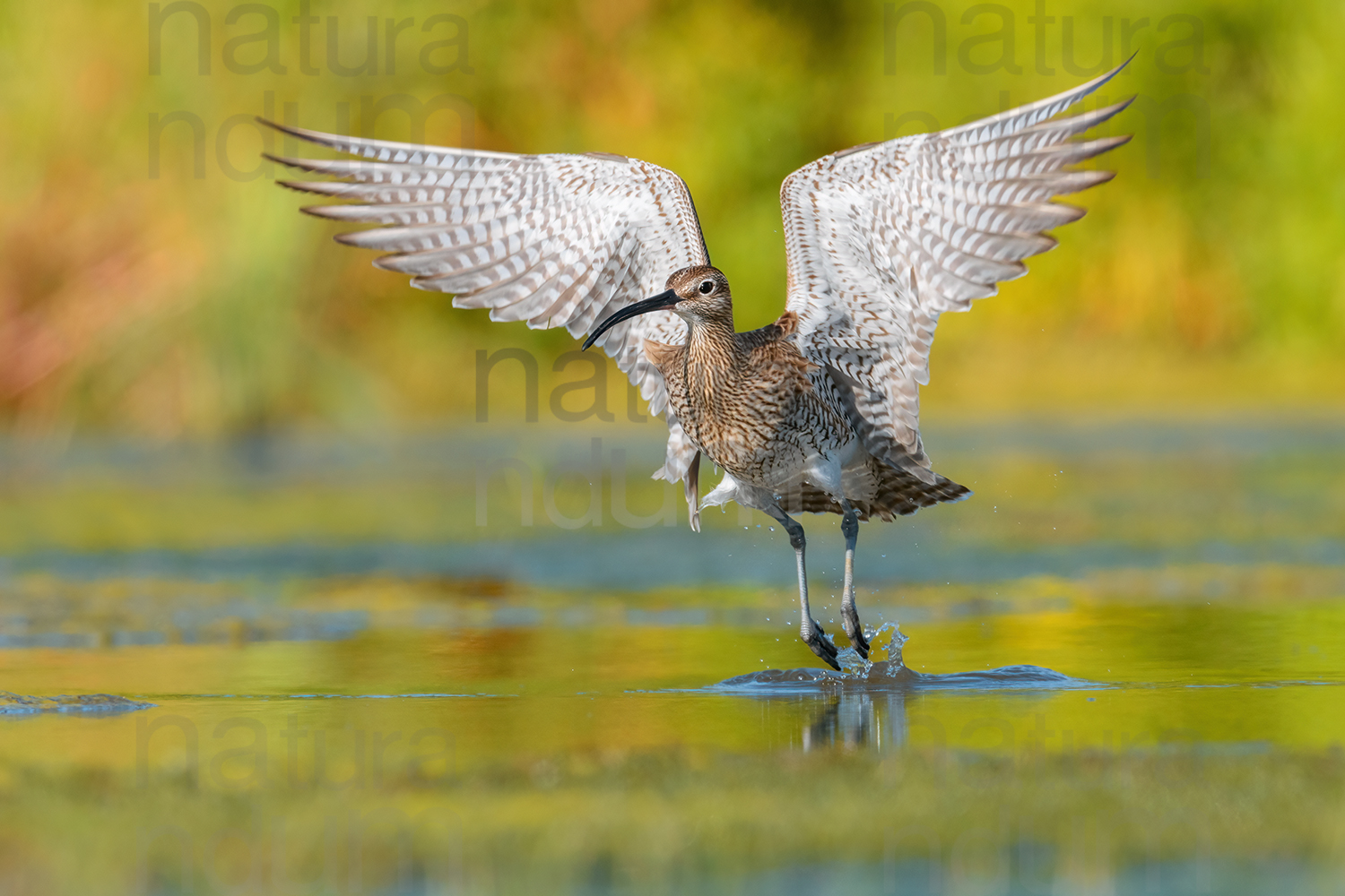 Photos of Whimbrel (Numenius phaeopus)