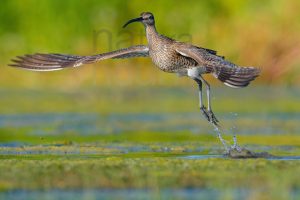 Foto di Chiurlo piccolo (Numenius phaeopus)