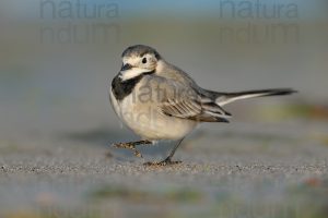 Foto di Ballerina bianca (Motacilla alba)