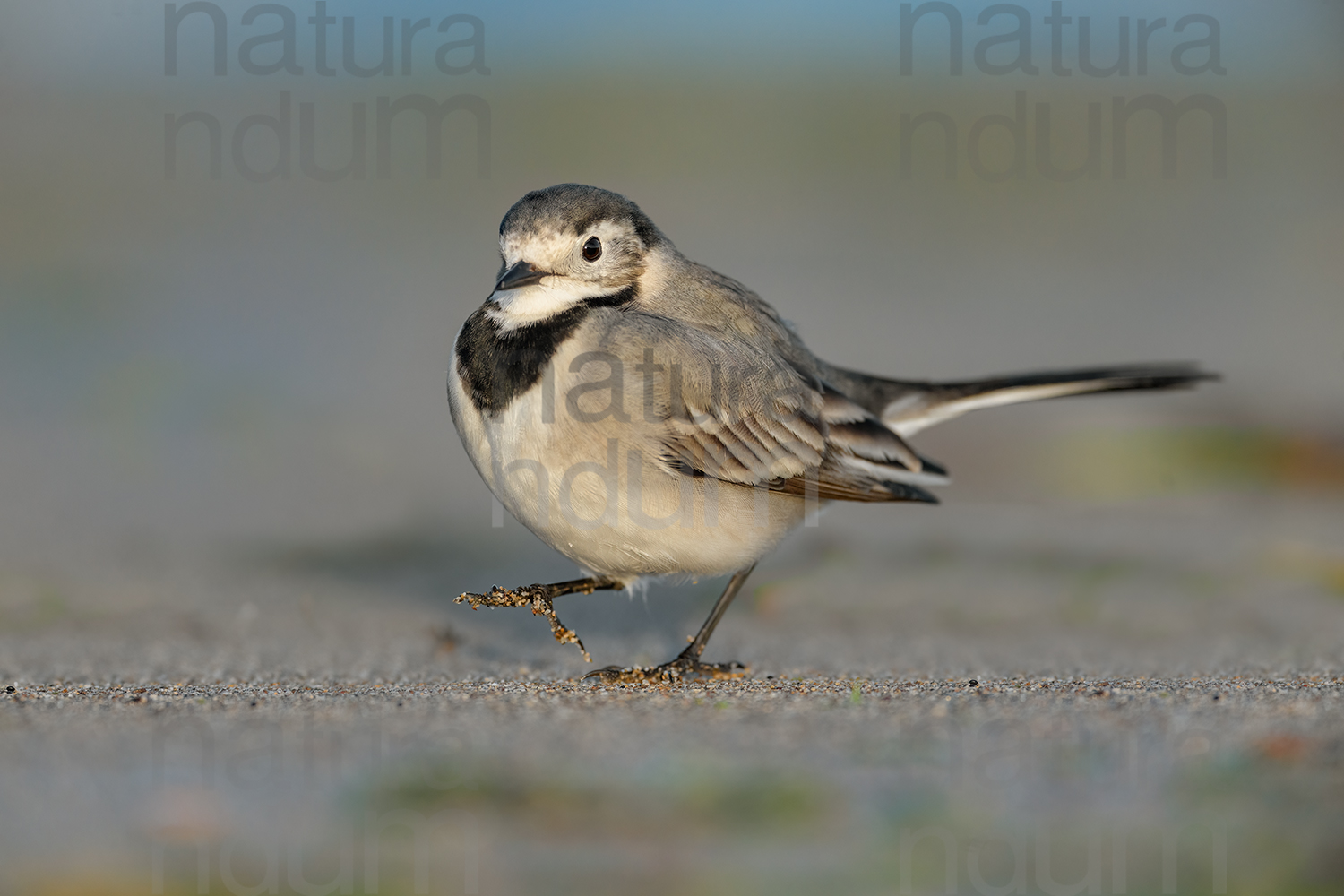 Photos of White Wagtail (Motacilla alba)