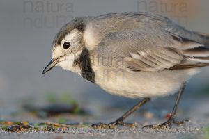 Photos of White Wagtail (Motacilla alba)