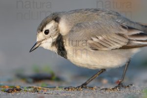 Foto di Ballerina bianca (Motacilla alba)