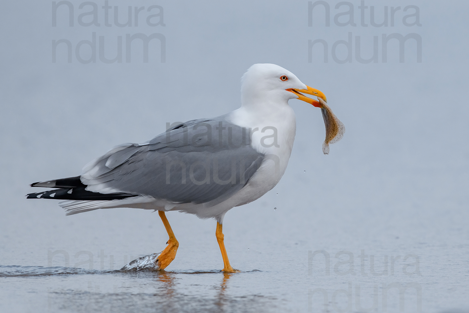 Foto di Gabbiano reale (Larus michahellis)