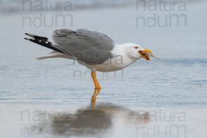 Foto di Gabbiano reale (Larus michahellis)