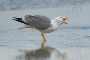 Photos of Yellow-legged Gull (Larus michahellis)