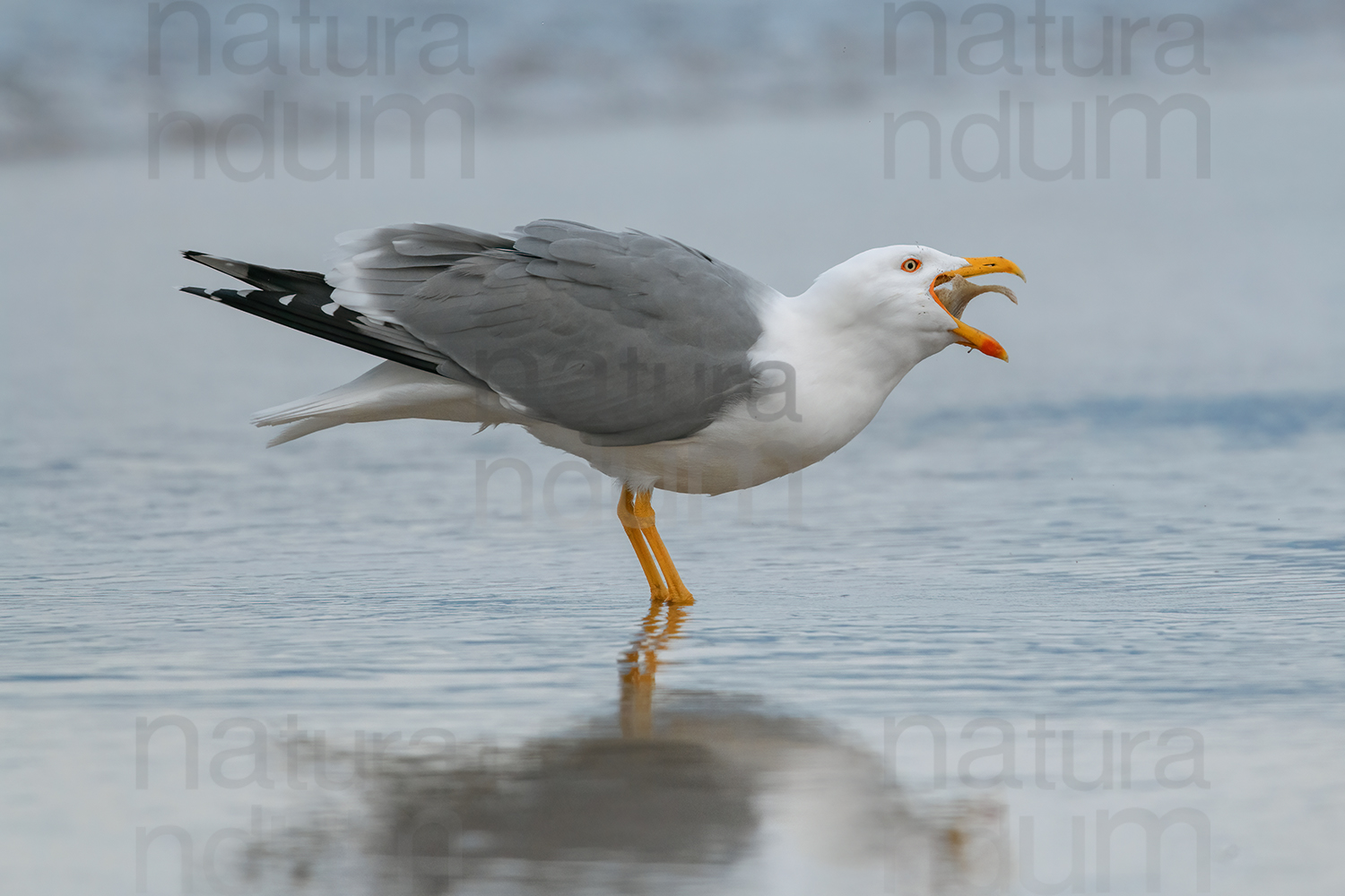 Foto di Gabbiano reale (Larus michahellis)