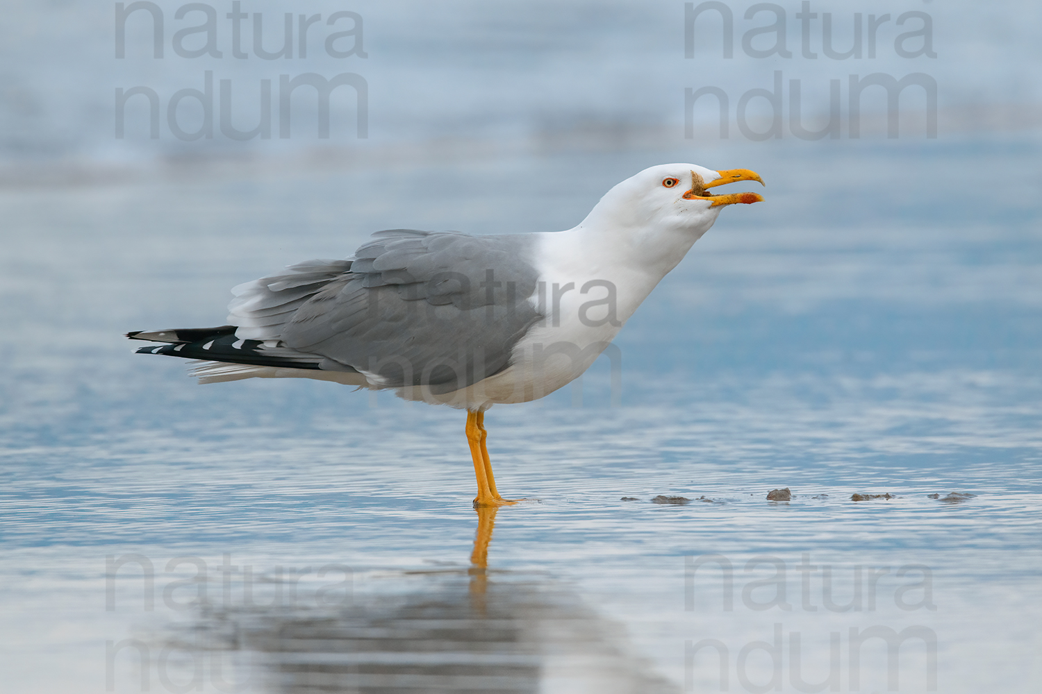 Foto di Gabbiano reale (Larus michahellis)