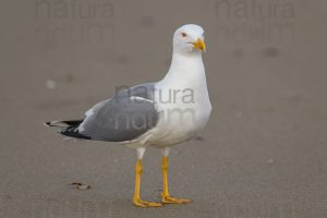 Foto di Gabbiano reale (Larus michahellis)