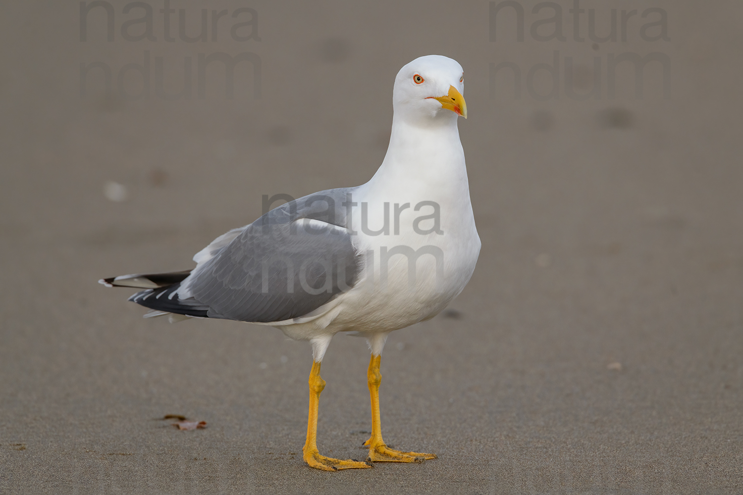 Photos of Yellow-legged Gull (Larus michahellis)