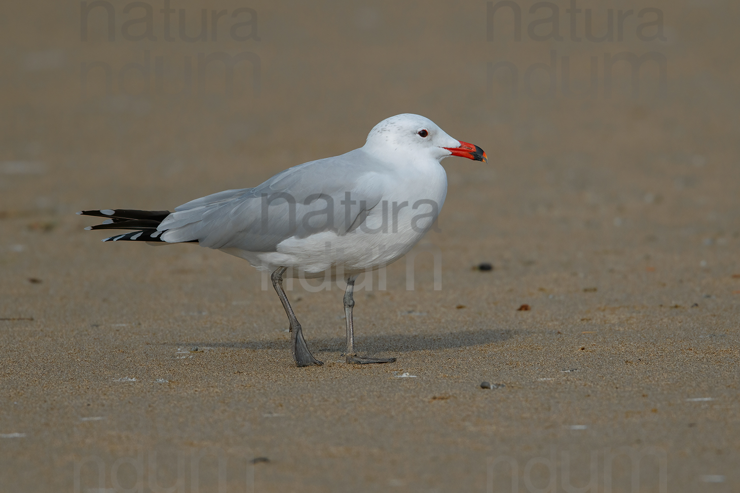 Foto di Gabbiano corso (Ichthyaetus audouinii)