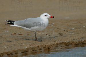 Foto di Gabbiano corso (Ichthyaetus audouinii)