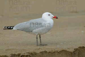 Foto di Gabbiano corso (Ichthyaetus audouinii)