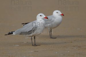 Foto di Gabbiano corso (Ichthyaetus audouinii)