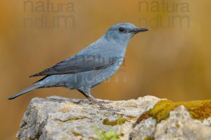 Foto di Passero solitario (Monticola solitarius)