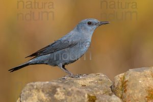 Photos of Blue Rock Thrush (Monticola solitarius)