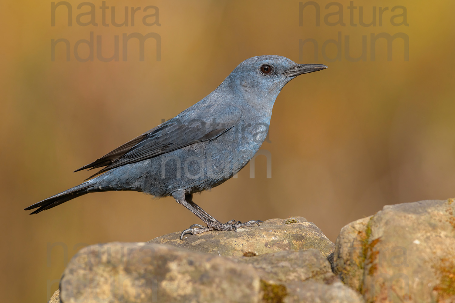 Photos of Blue Rock Thrush (Monticola solitarius)