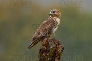 Foto di Poiana (Buteo buteo)