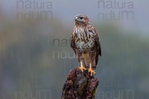 Foto di Poiana (Buteo buteo)