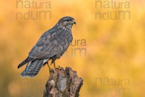 Foto di Poiana (Buteo buteo)