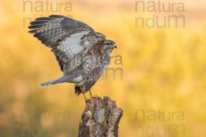 Photos of Common Buzzard (Buteo buteo)