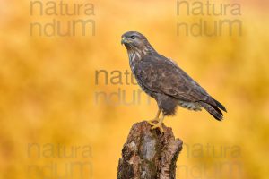 Photos of Common Buzzard (Buteo buteo)