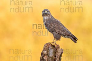 Foto di Poiana (Buteo buteo)