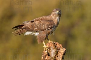 Photos of Common Buzzard (Buteo buteo)