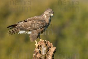 Foto di Poiana (Buteo buteo)