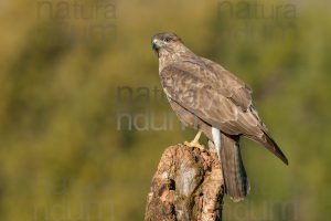 Foto di Poiana (Buteo buteo)
