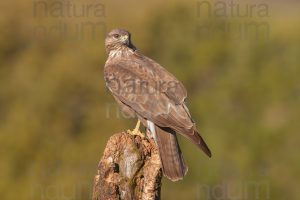 Foto di Poiana (Buteo buteo)