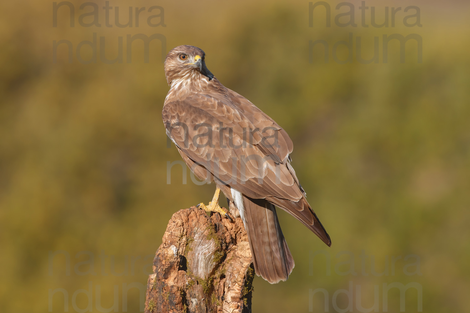 Photos of Common Buzzard (Buteo buteo)