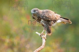Foto di Poiana (Buteo buteo)