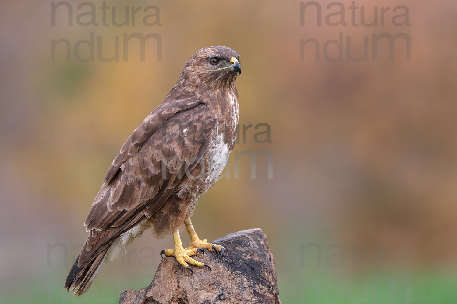 Photos of Common Buzzard (Buteo buteo)