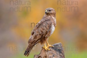 Foto di Poiana (Buteo buteo)